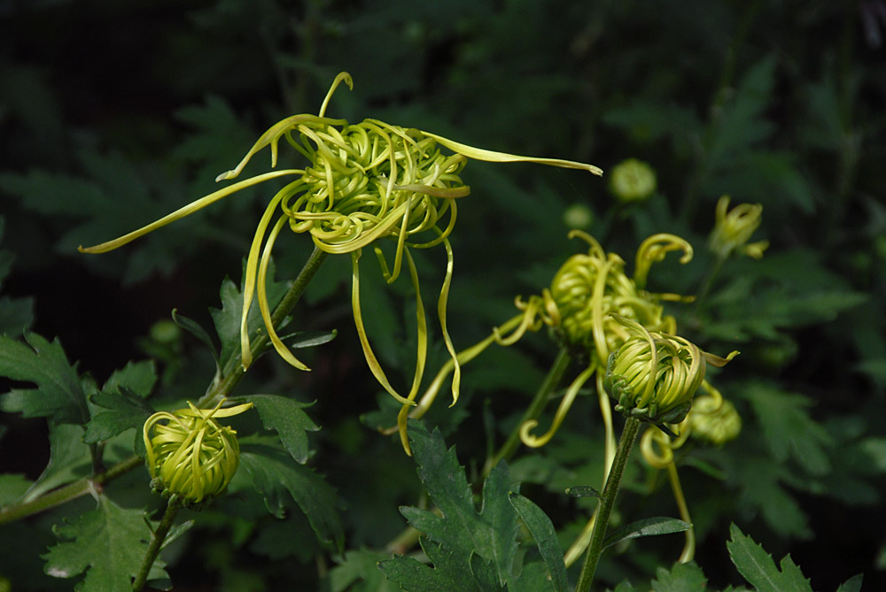 菊 花 (30).jpg
