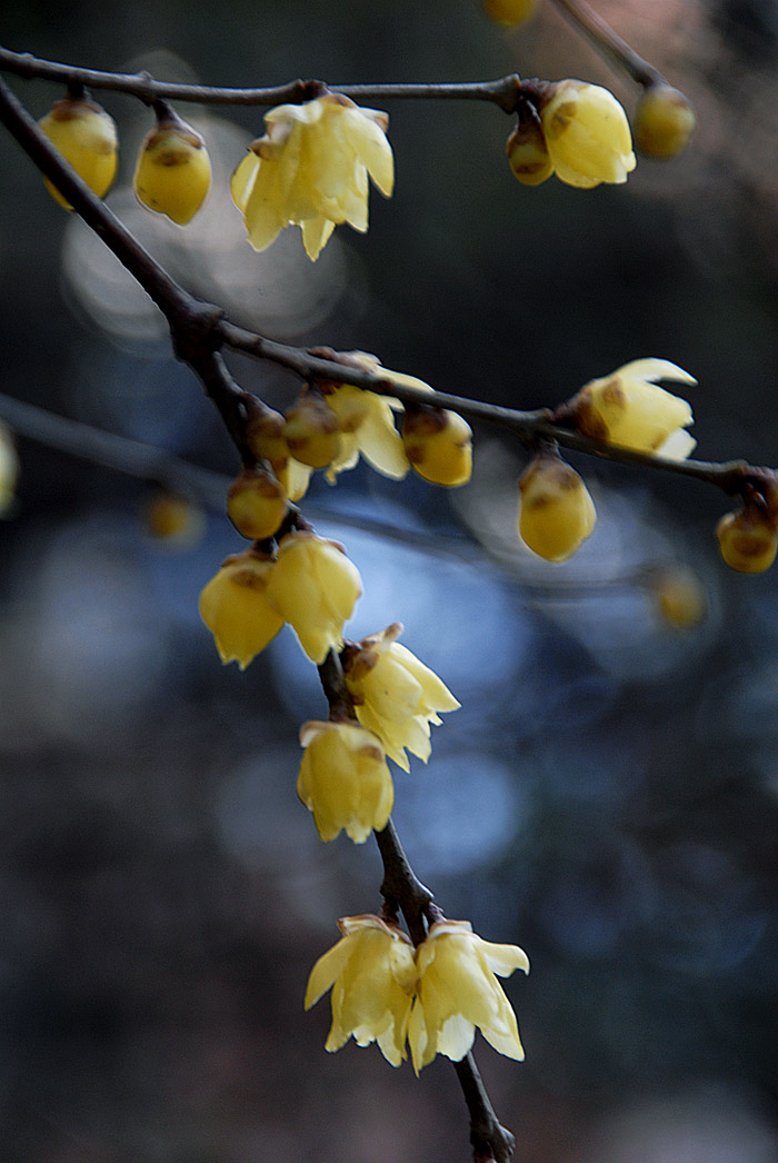 腊 梅 (9).jpg