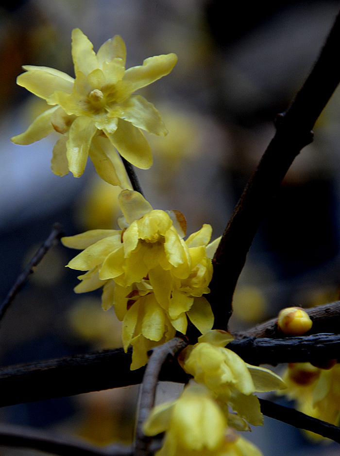 腊 梅 (17).jpg