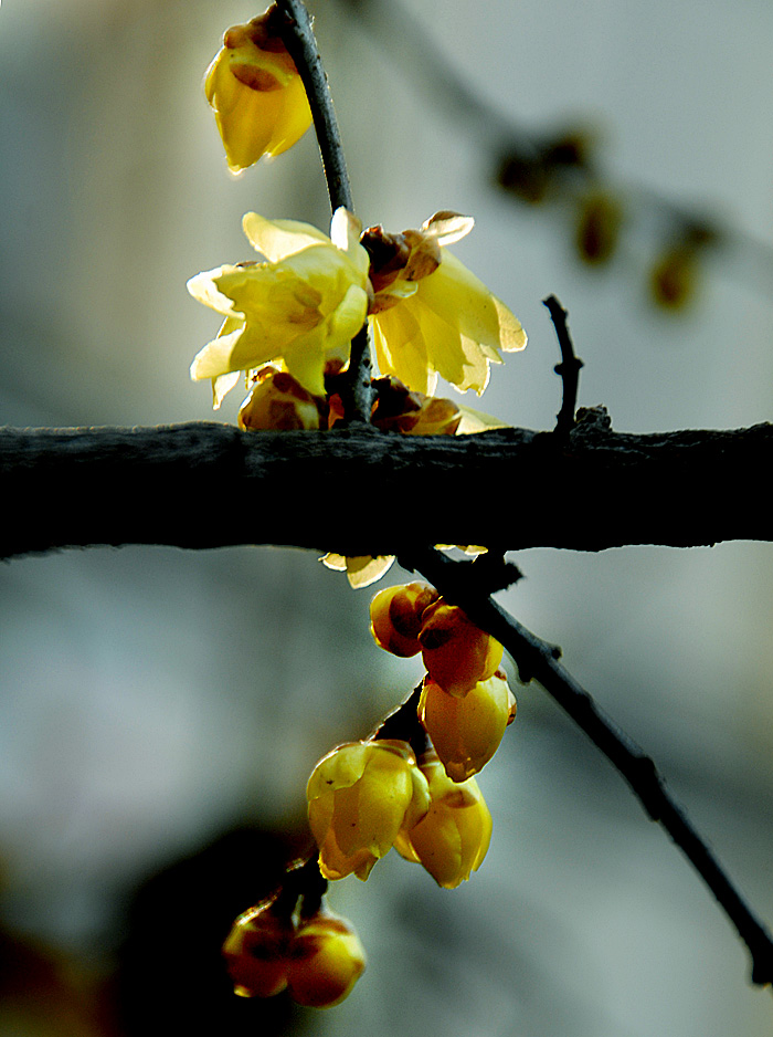 腊 梅 (23).jpg