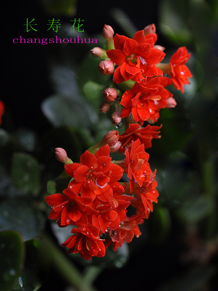 长寿 花 (4).jpg