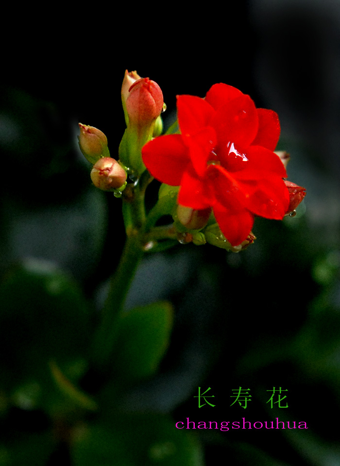 长寿 花 (6).jpg