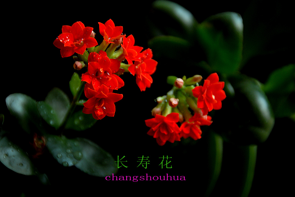 长寿 花 (11).jpg