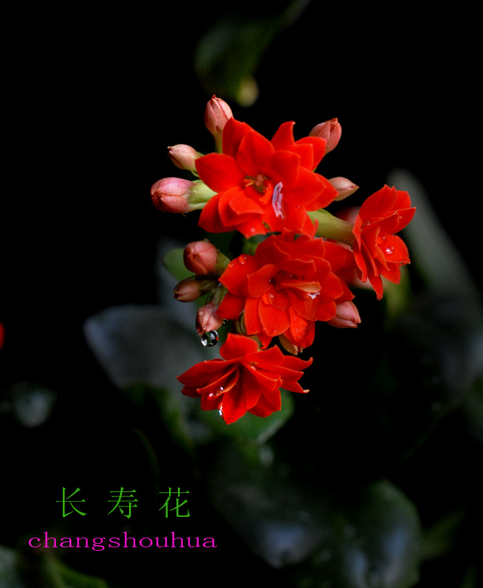 长寿 花 (14).jpg