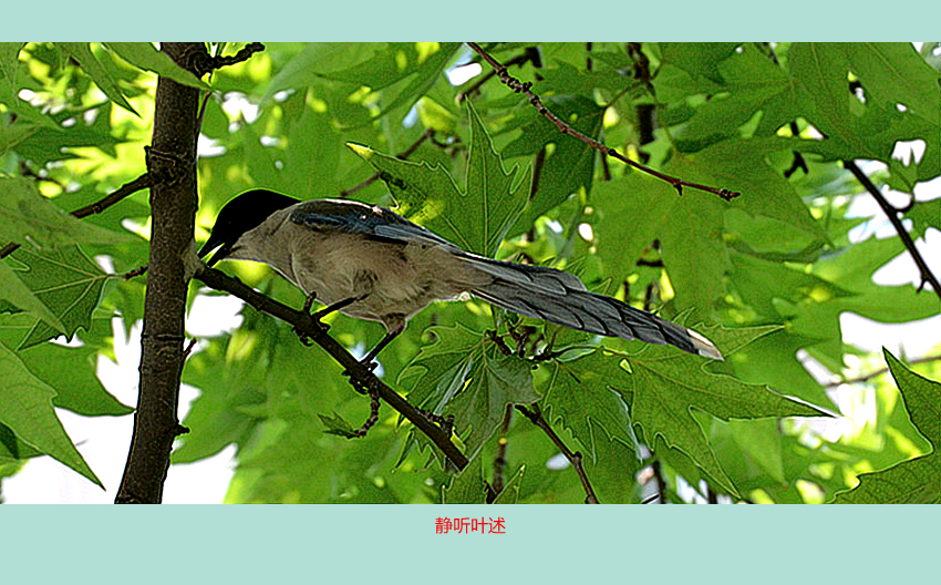DSC_5332_副本_副本.jpg