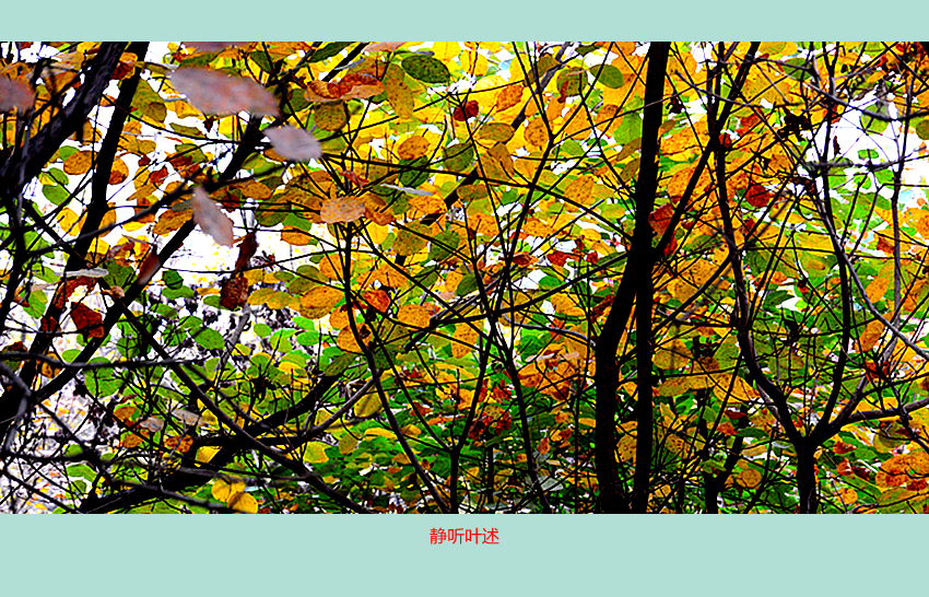DSC_7478_副本_副本.jpg
