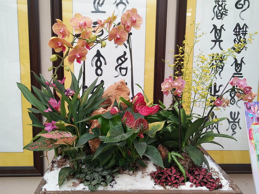 蝴蝶兰.jpg