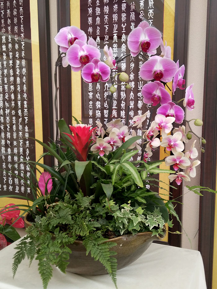 蝴蝶兰 (7).jpg