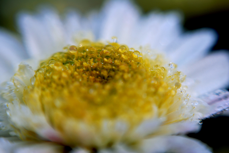 秋菊 (9).jpg