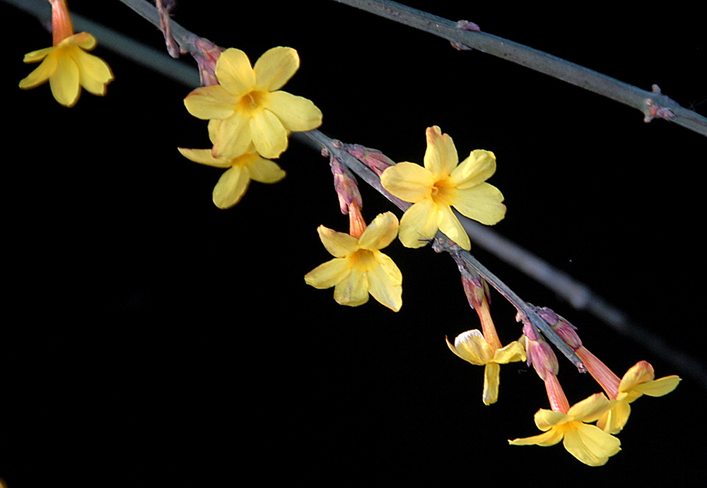 迎春花 (19).jpg