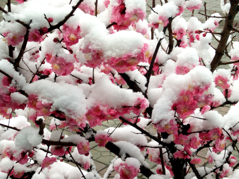 红梅 傲雪 (1).jpg