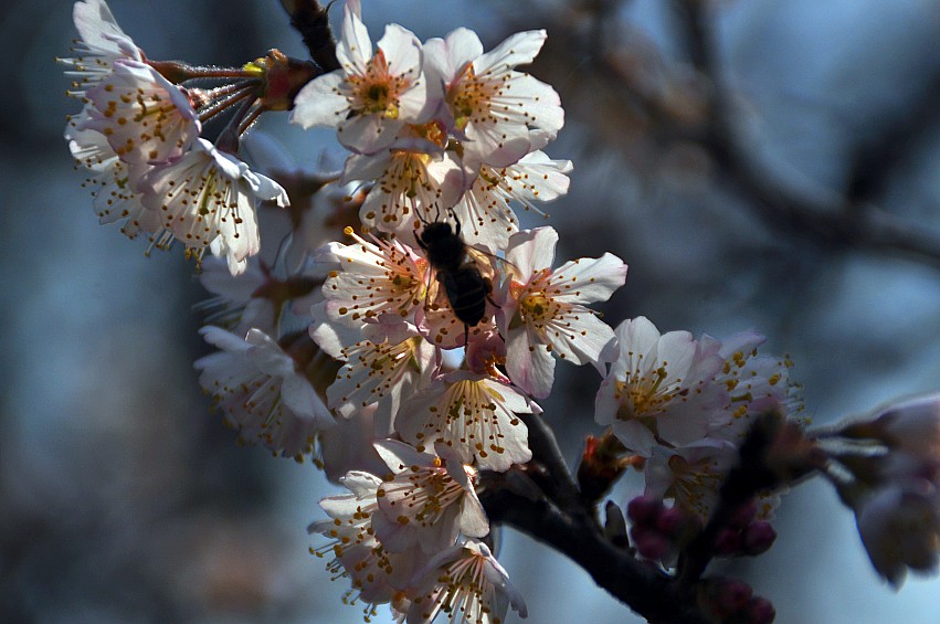 DSC_0159_conew1.jpg
