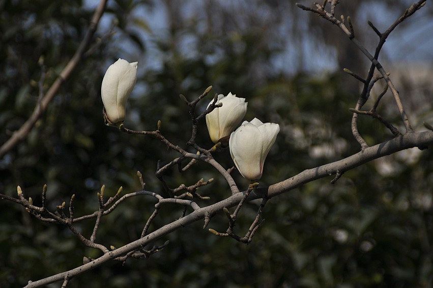 DSC_0073_conew1.jpg