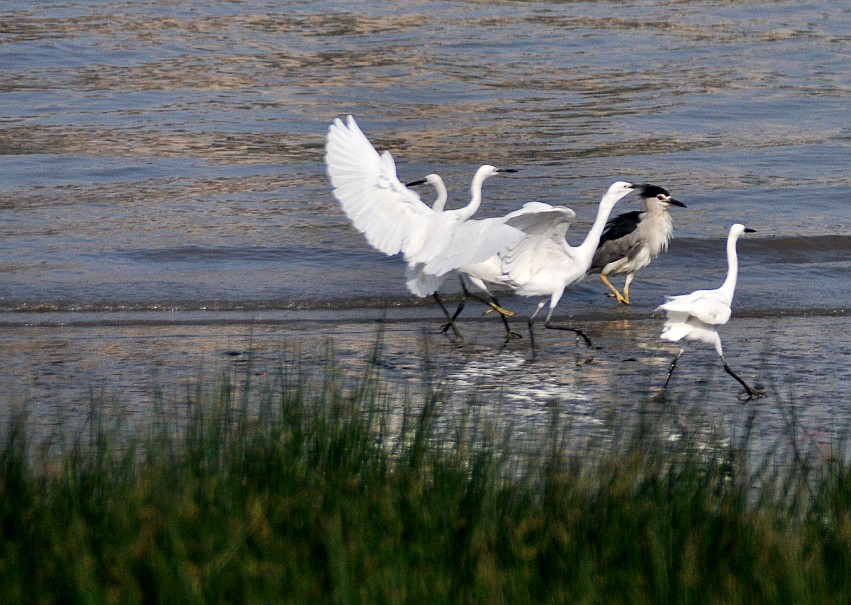 DSC_0221_conew1.jpg