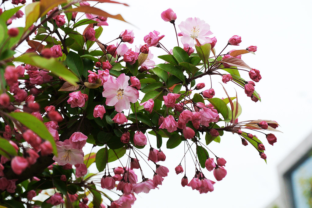 DSC_0385副本.jpg