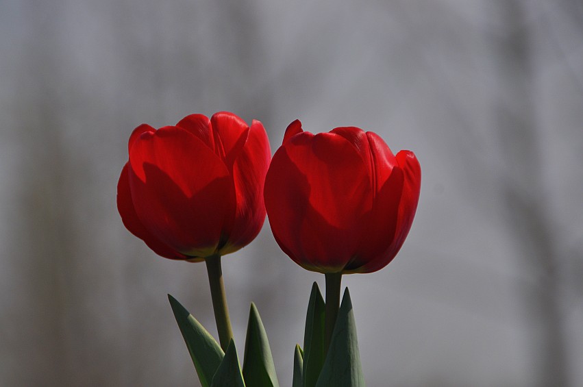 DSC_0078_conew1.jpg