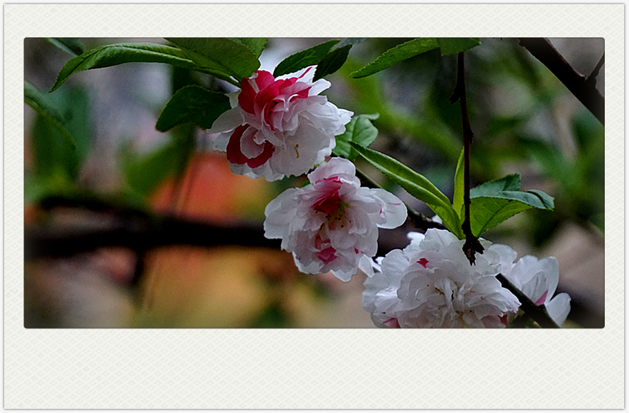 DSC00589_副本.jpg