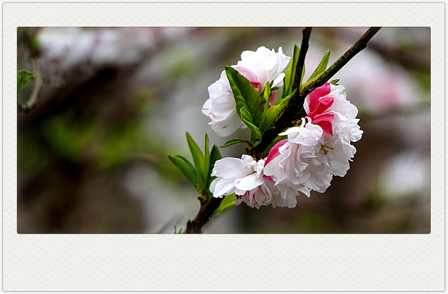 DSC00566_副本.jpg