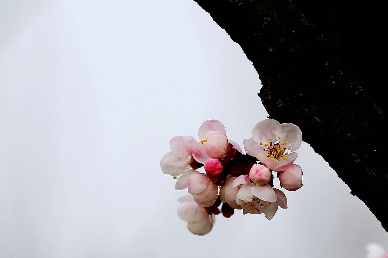 IMG_2681_副本.jpg