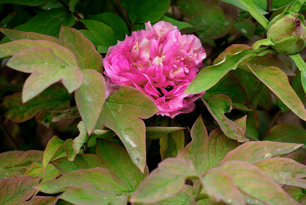 DSC_0428副本.jpg