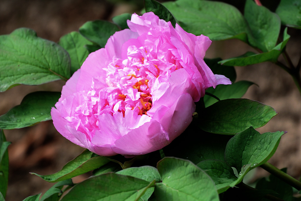 DSC_0432副本.jpg