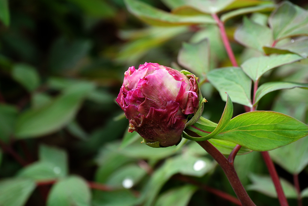 DSC_0431副本.jpg