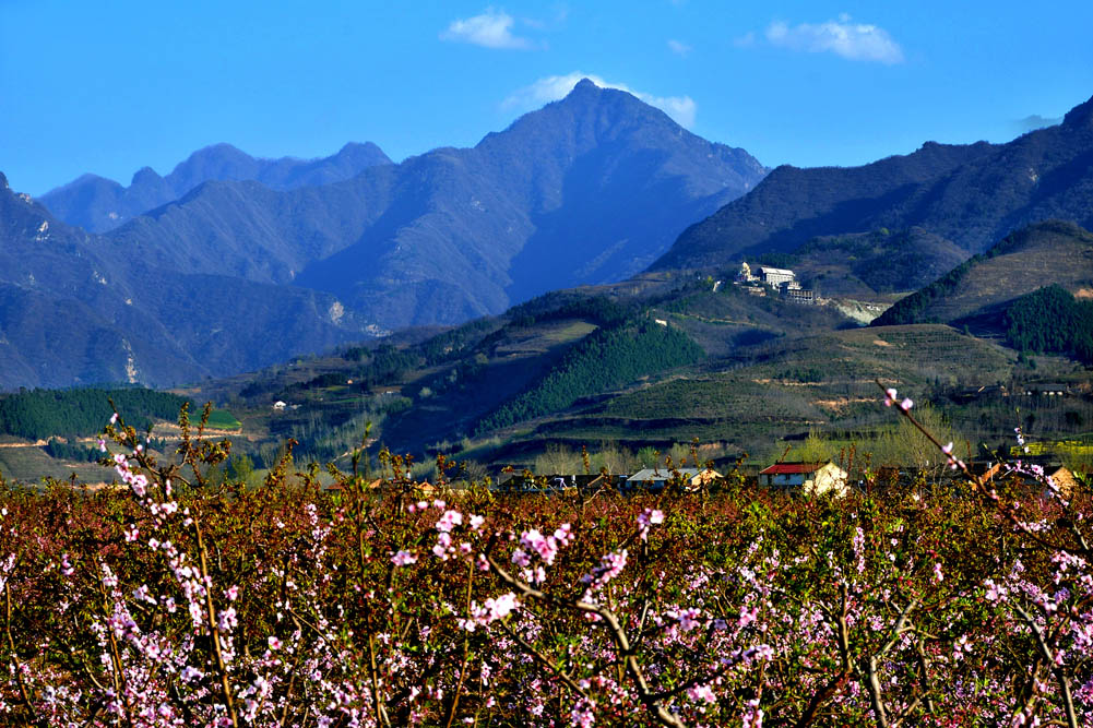 桃花盛开的 山村 (10).jpg