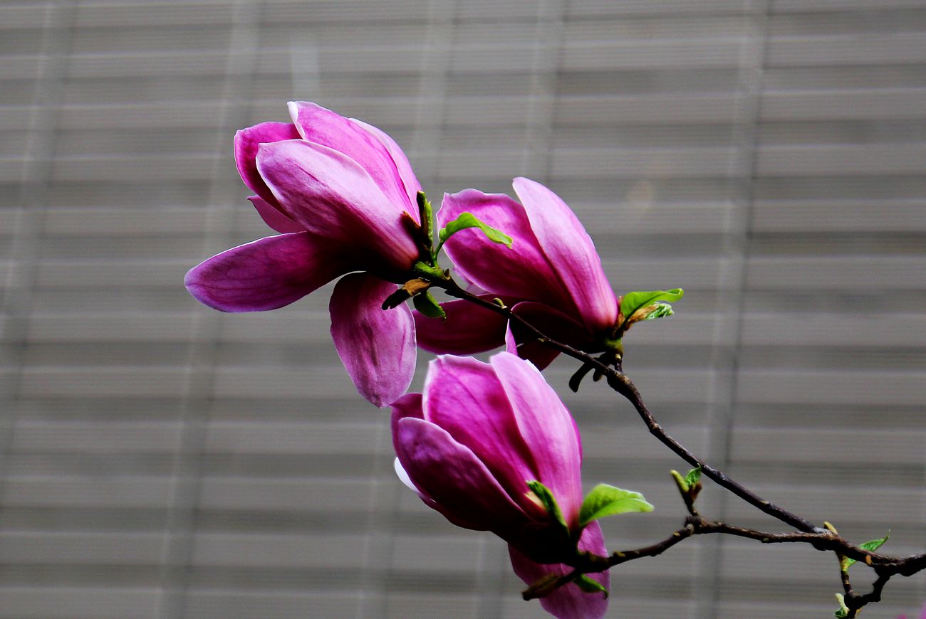 IMG_1823_副本.jpg