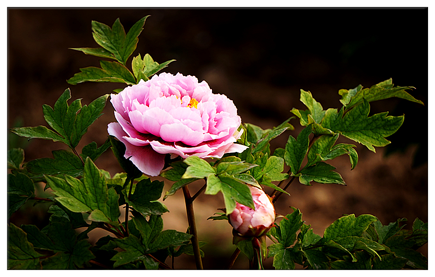 DSC00705_副本.jpg