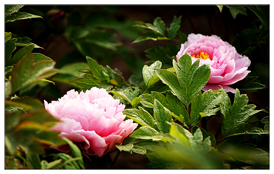 DSC00717_副本.jpg