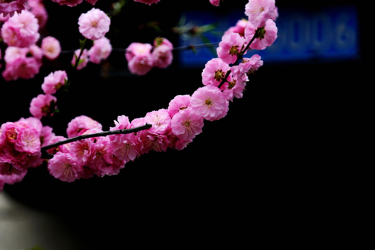 IMG_2961_副本.jpg