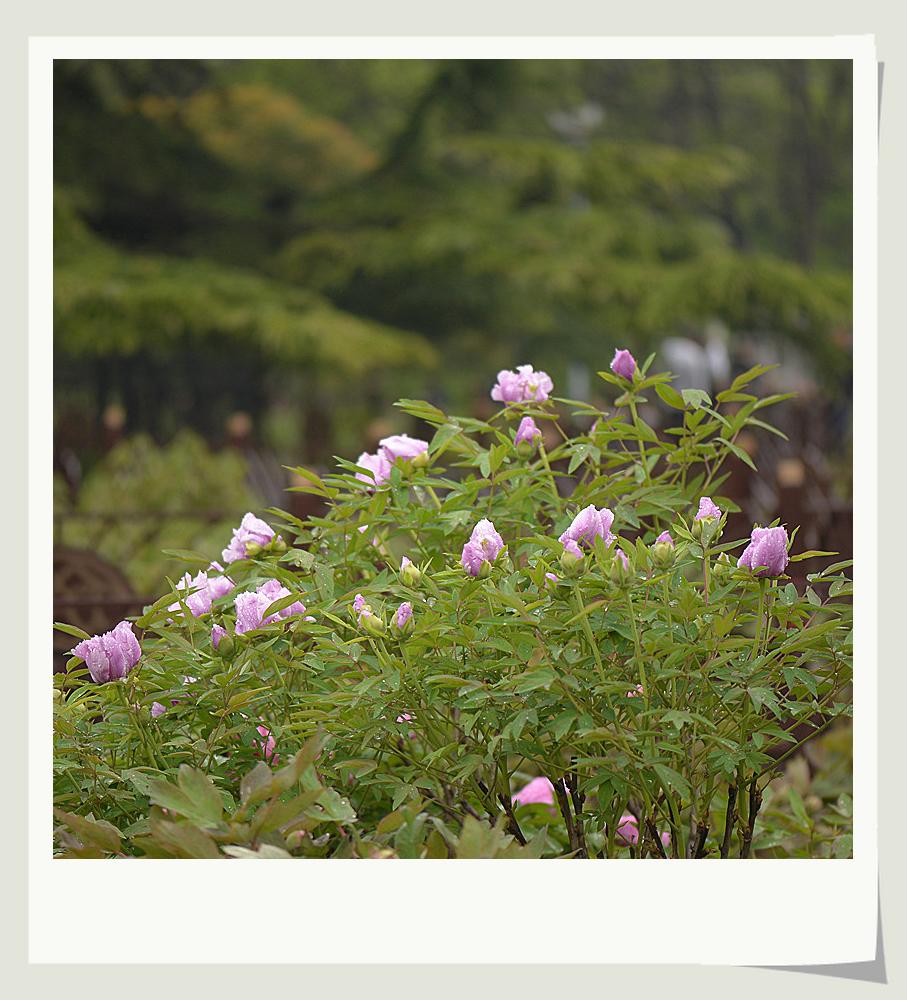 DSC_4406_副本.jpg