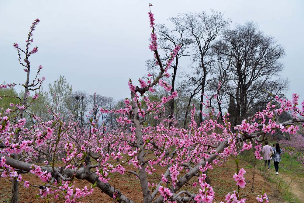 东岭桃花 (13).jpg