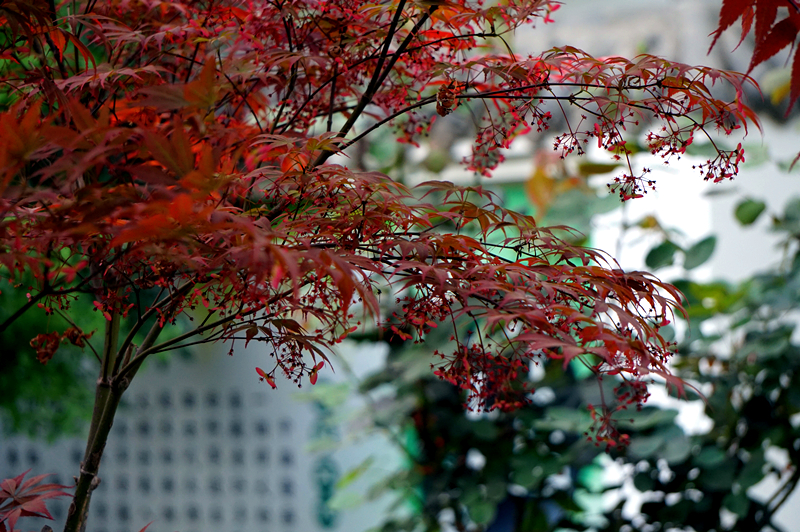 DSC00916_副本.jpg