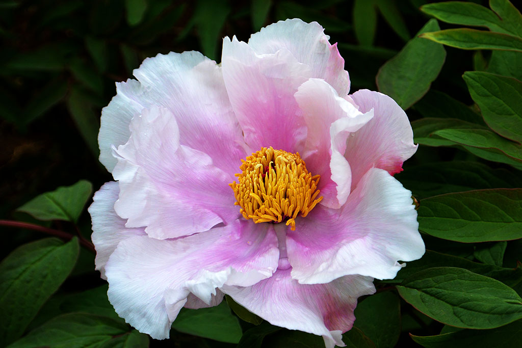 DSC_6510副本.jpg