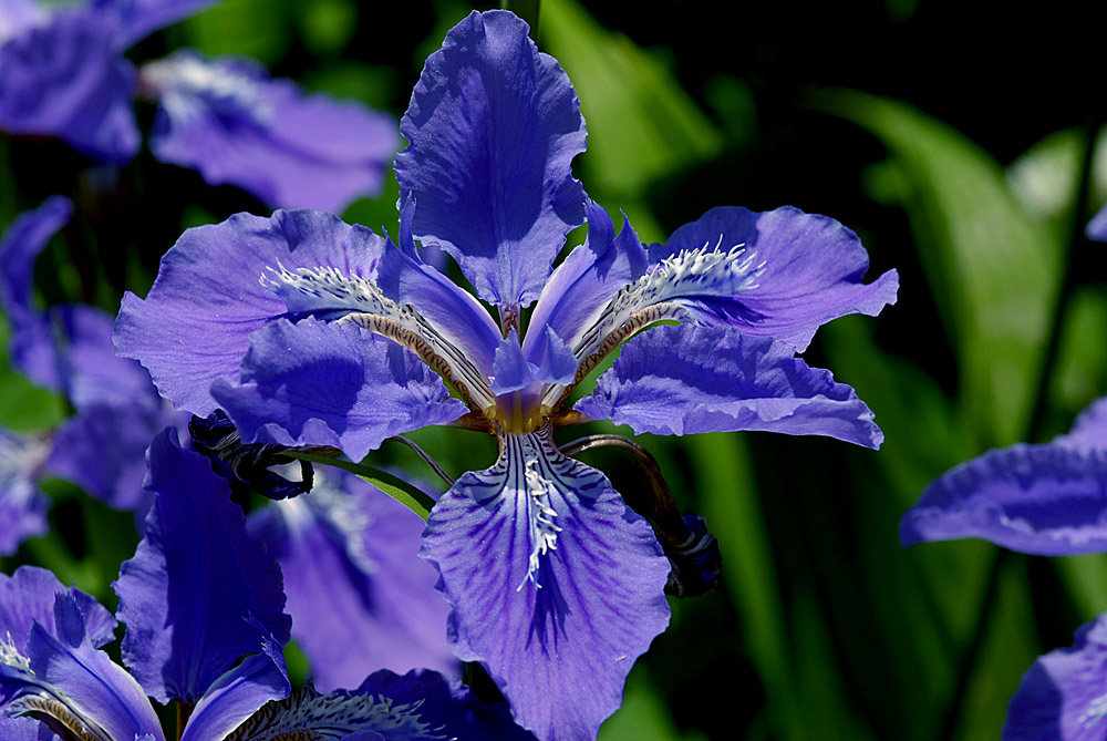 茑尾花 (5).jpg