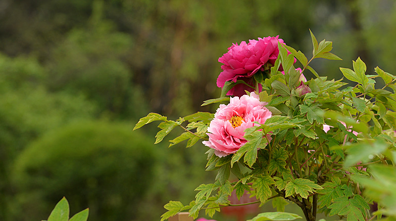 DSC_4583_副本.jpg