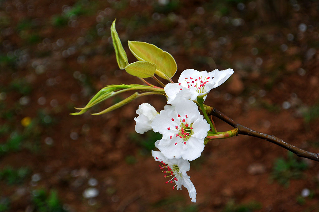 DSC_6572副本.jpg