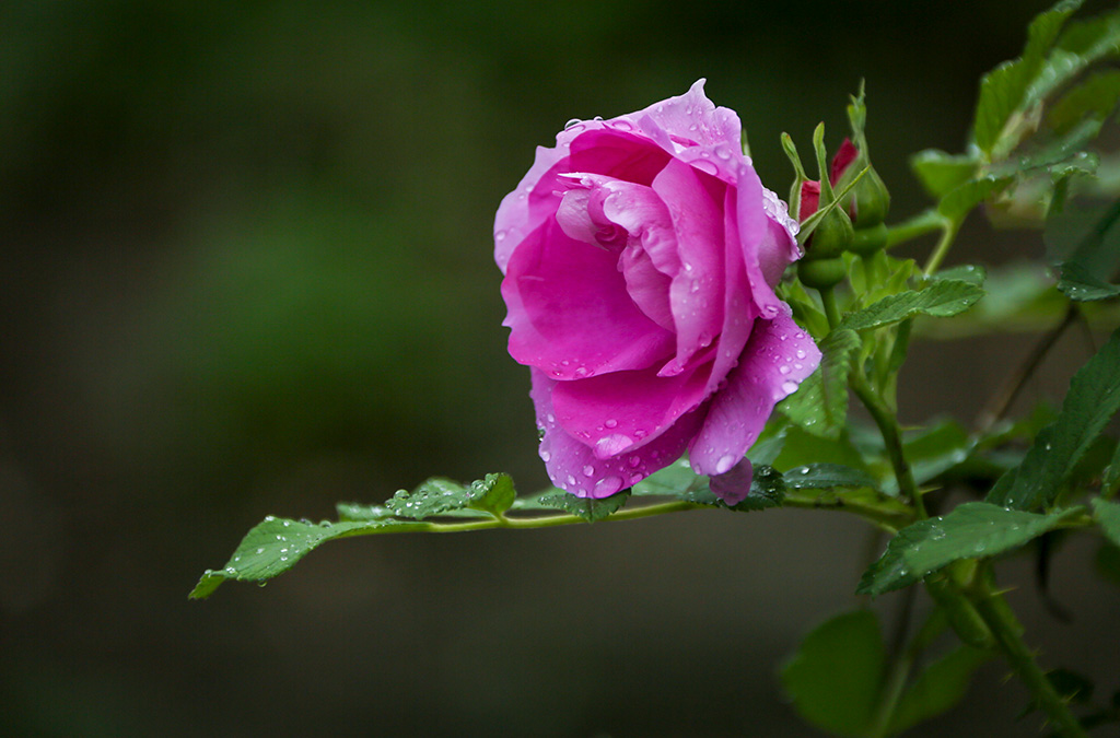 BQ5A2367副本-1.jpg