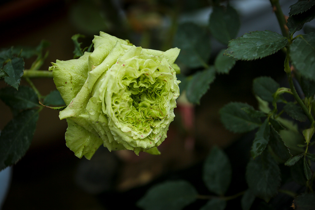 BQ5A2594副本-1.jpg