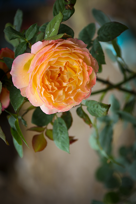 BQ5A2602副本-1.jpg