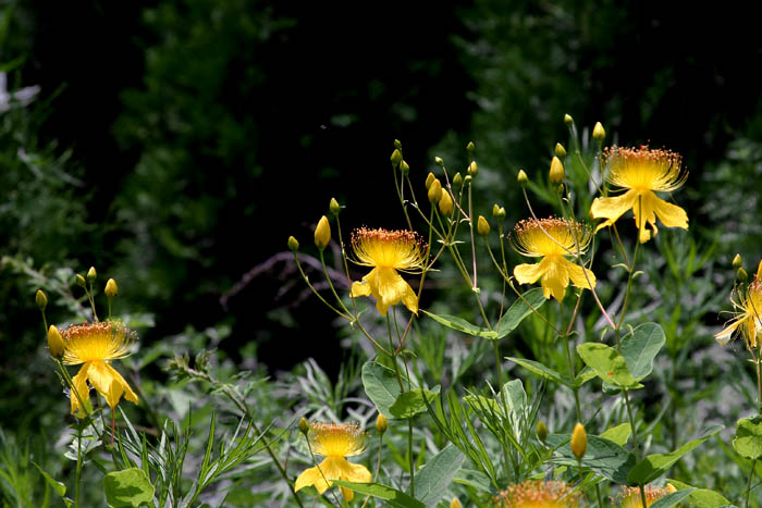 JPEG Digital Camera_2336.jpg