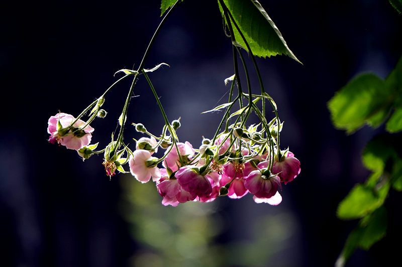 DSC01316_副本.jpg