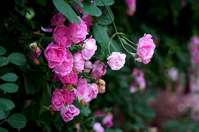 DSC01304_副本.jpg