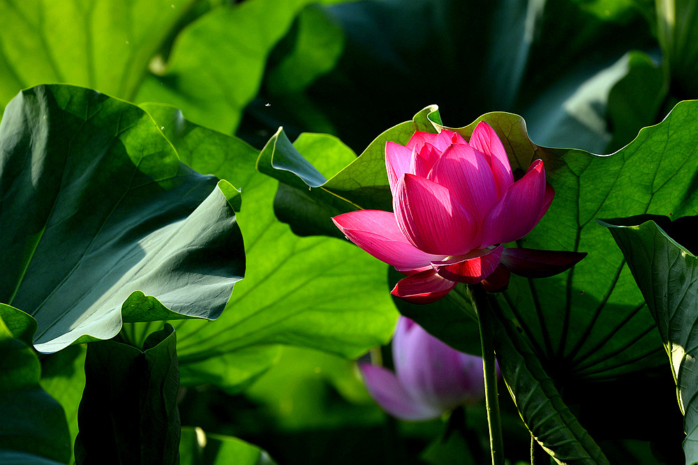 D4A_5369.jpg