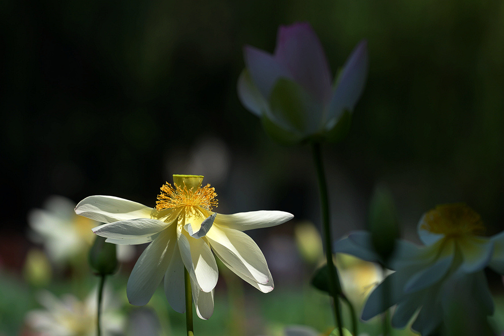 D4A_5728.jpg