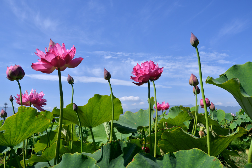 荷 花 (29).jpg
