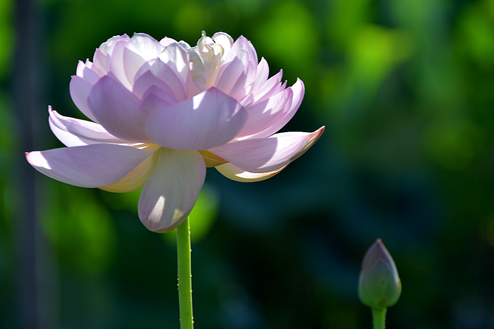 荷 花 (15).jpg