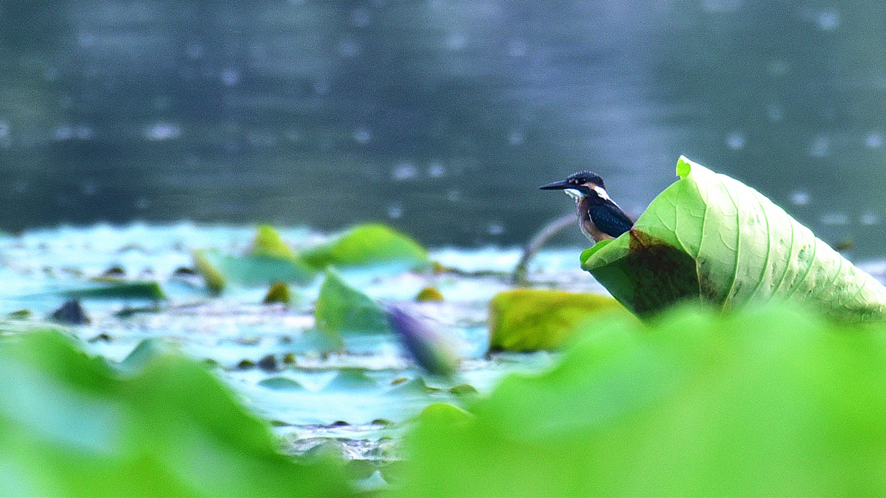 DSC_3265.JPG