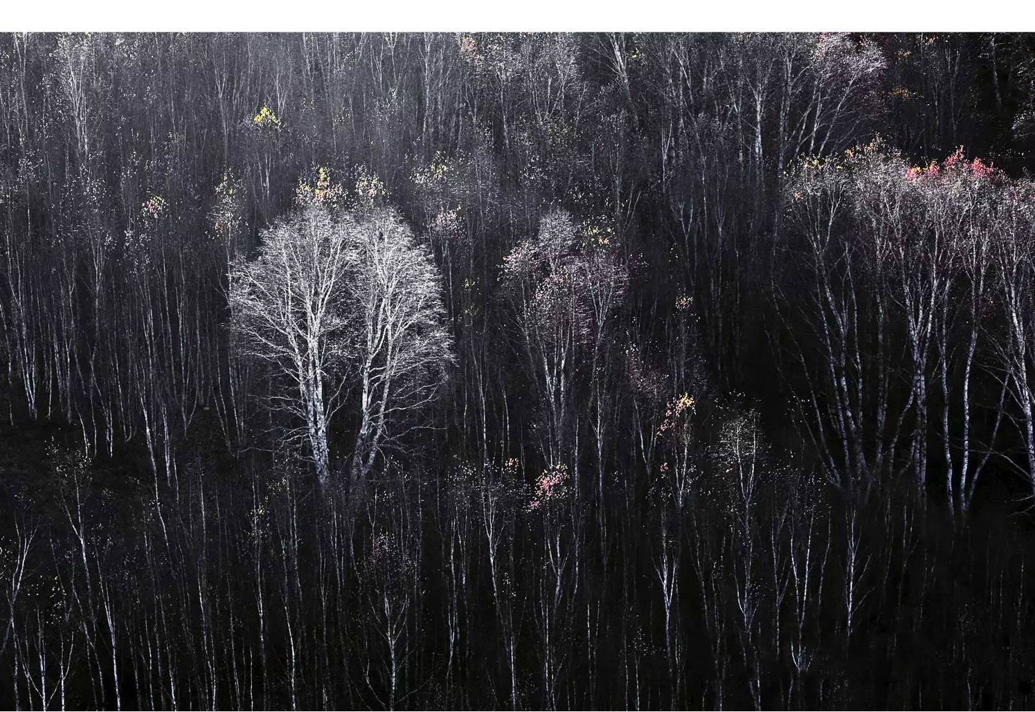 《白桦沟》 刘慎超摄.jpg